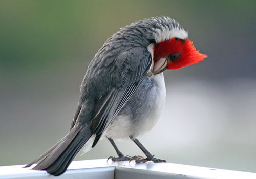 Barzillian Cardinal