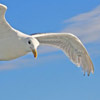 Seagull flight2 thumb