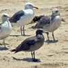 Seagulls on beach thumb