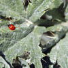 ladybug on leaves